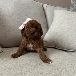Nancy - Red  female Goldendoodle puppy in Mint Hill, North Carolina from DoodleForever