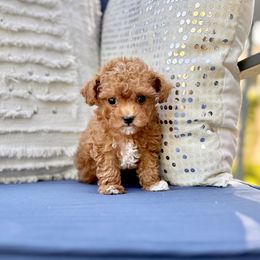 Maltipoo and Poodle Puppies from Gem Puppies of Utah