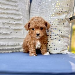 Maltipoo and Poodle Puppies from Gem Puppies of Utah