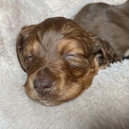 Mousse - Red male Dachshund puppy in Trenton, Florida from Tweenie Weenie Dachshunds
