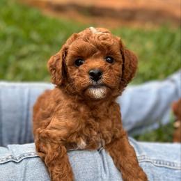 Duke - Red  male Goldendoodle puppy in Wharton, Texas from Little Fur Friends