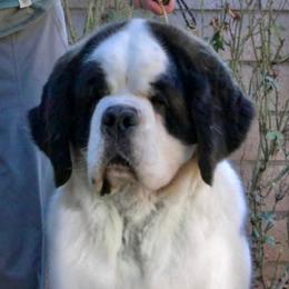 Violet - Saint Bernard