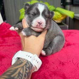 Bluey - Blue female Pomsky puppy in Coos Bay, Oregon from Ocean View Pomskies