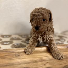 Cavapoo, Cockapoo, Goldendoodle, and Maltipoo Puppies from Perdue Puppies