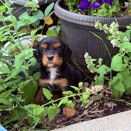 Bentley - Black and tan male Cavapoo puppy in Battle Lake, Minnesota from Panda Puppies
