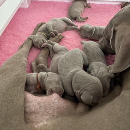 Weimaraner Puppies from Trax Weimaraners
