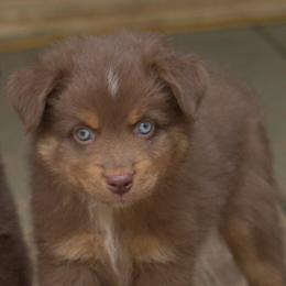 Boy 1 - male Miniature Australian Shepherd puppy in Scroggins, Texas from MAC's Cirkles 8 Aussies