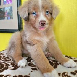 Red - Red merle female Miniature Australian Shepherd puppy in Dunnellon, Florida from Ever After Mini Aussies