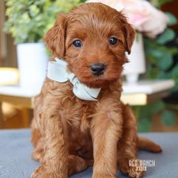 Brooks - Red  male Goldendoodle puppy in Salado, Texas from Red Ranch Dogs