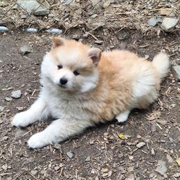 Toasted Marshmallow - Red and white female Pomsky puppy in Fairbanks, Alaska from Arctic Kennels (Pomskies, Akitas & Shibas)