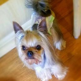 Miki - Yorkshire Terrier