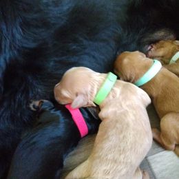 Labradoodle Puppies from Sakura Pups