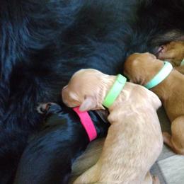 Labradoodle Puppies from Sakura Pups