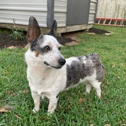 Harper - Companion Cross