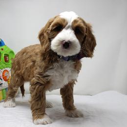 Aluminum she has a lavender collar - Apricot female Australian Labradoodle puppy in Provo, Utah from EllsWORTH Labradoodles LLC