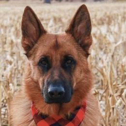 German Shepherds and Golden Retrievers from A&K Elite Kennel’s