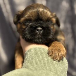 Boy 2 - Red male Shih Tzu puppy in Sharon, Pennsylvania from Keystone Danes and Shih tzus