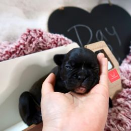 French Bulldog Puppies from FrenchieBnB