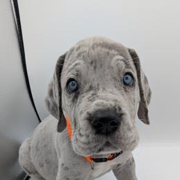 Great Dane Puppies from R&R Breeding and Pet Care