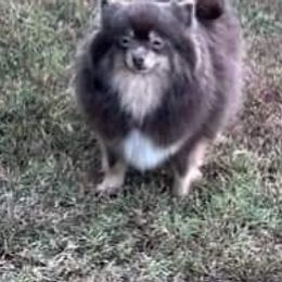 Mothi - Pomeranian
