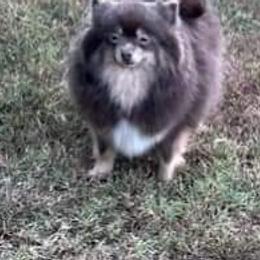 Mothi - Pomeranian