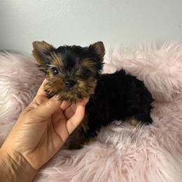 Rosie - Black and gold female Yorkshire Terrier puppy in Fredericksburg, Indiana from Yorkie Blessings