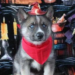 Red - Black and white male Siberian Husky puppy in York, Pennsylvania from Spalla Pups