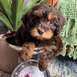 Cocoa - Phantom female Goldendoodle puppy in Ottawa, Ohio from Simply Beautiful Goldendoodles