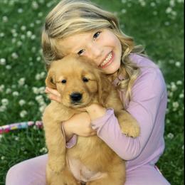 Golden Retriever Puppies from Shupe’s Sweet Southern Goldens