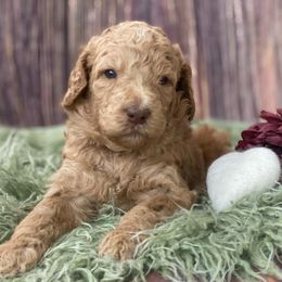 Goldendoodle Puppies from New Jersey Doodles