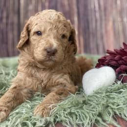 Goldendoodle Puppies from New Jersey Doodles