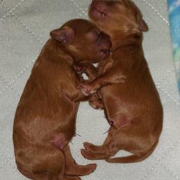 Cavapoo Puppies from Peach's Pittsburgh Cavapoos