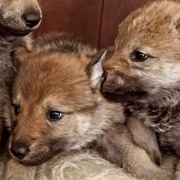 Czechoslovakian Vlcaks from Mikai's Pack