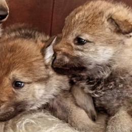 Czechoslovakian Vlcaks from Mikai's Pack