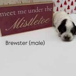 Brewster - Chocolate male Australian Labradoodle puppy in Denton, Texas from Liberty Hill Labradoodles