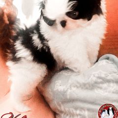 Japanese Chin Puppies from Mystike Japanese Chin