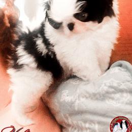 Japanese Chin Puppies from Mystike Japanese Chin
