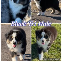 Boy 3 - Black tri male Miniature American Shepherd puppy in Cache, Oklahoma from Southern Charm Mini Aussies