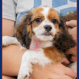 Ophelia - Brown white and tan female Cockapoo puppy in Connersville, Indiana from Deaz Doodle Ranch