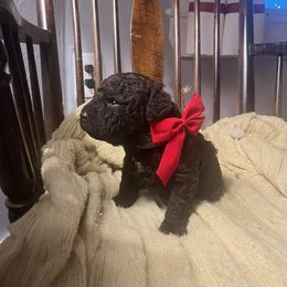 Boy 1 - Lagotto Romagnolo puppy from Sherlyn Kennels