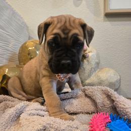 FANTA - Fawn female Cane Corso puppy in St. Augustine, Florida from RG2 Cane Corsos