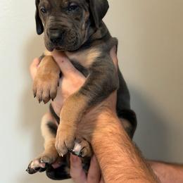 Blue Tan Point (2) - Blue female Great Dane puppy in Kimball, Michigan from Starlight Danes