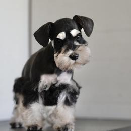 Miniature Schnauzer Puppies from Snowflake Schnauzers