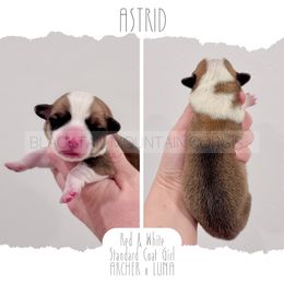Astrid - Red and white female American Corgi puppy in Santaquin, Utah from Blacktail Mountain Corgis