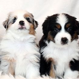 2 FEMALES: PEPPERMINT and CRANBERRY - Blue merle female Miniature American Shepherd puppy in Pasco, Washington from ROCK CREEK