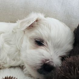 Maltese from Deborah Chatman
