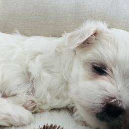 Maltese from Deborah Chatman