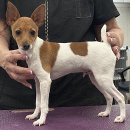 Tan male - White and tan male Toy Fox Terrier puppy in Liberty, Texas from Ashwind kennels
