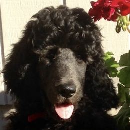 Poodles from Saneval