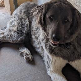 Anatolian Shepherd Dog puppies from Tatties Ranch